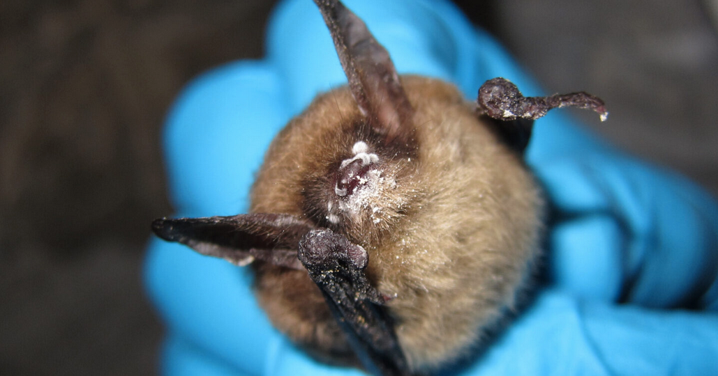 Deadly fungal disease that attacks bats detected for first time in ...