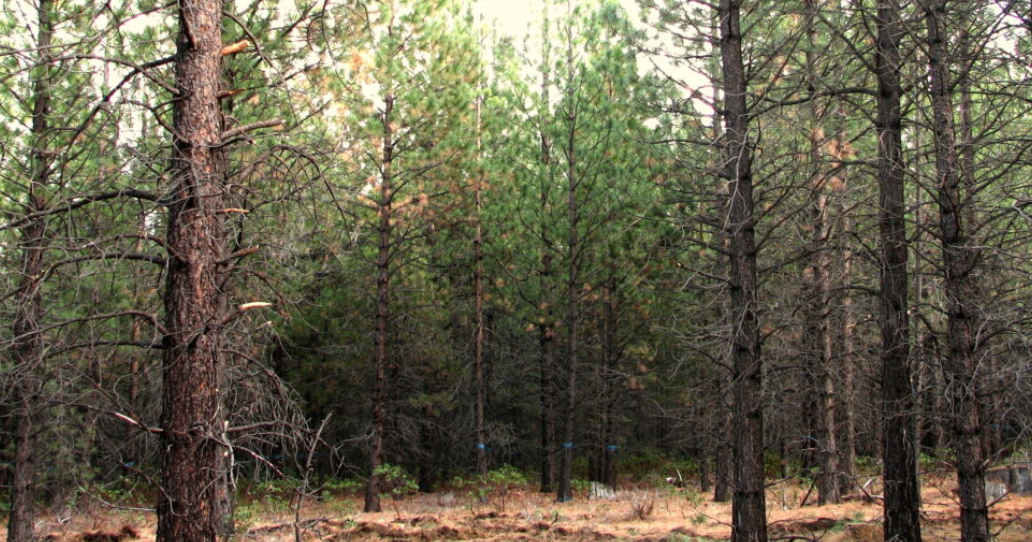 Report: California, Chinese billionaires own hundreds of thousands of acres of Oregon timberland - Vimarsana News