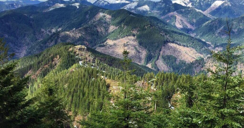 Private Forest Accord Grant Program awards $10 million for habitat restoration efforts - Vimarsana News