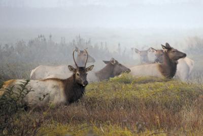 Photoof Week Tracy Sheets Tillamook Elk.jpg