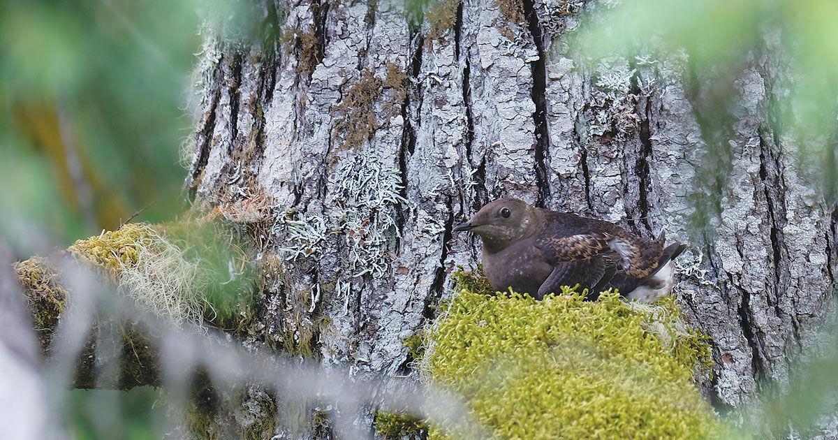 Artificial intelligence enhances monitoring of threatened marbled murrelet - Vimarsana News