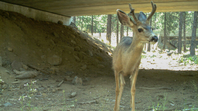 A license plate to help reduce wildlife-vehicle collisions in wildfire