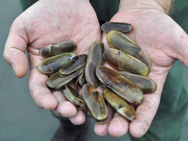 Razor clam harvest coastwide closed, Mussel harvesting reopened on the ...