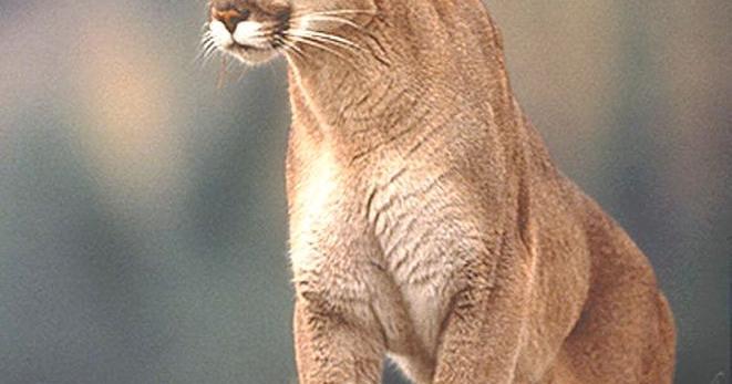 New Sightings: More reports of cougars roaming Oregon Coast neighborhoods - Vimarsana News