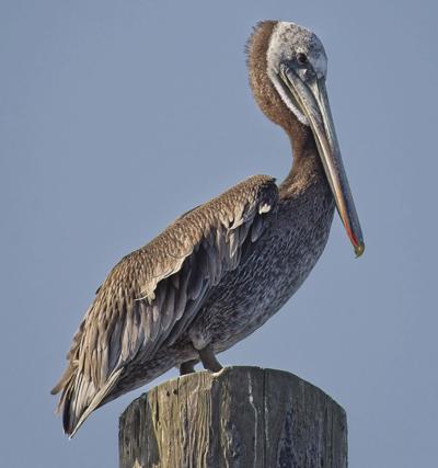 Photo of WeekBrown PelicanBruce Bauder Garibaldi.jpg