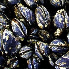 Marine biotoxin closures affect entire Oregon coast - Vimarsana News