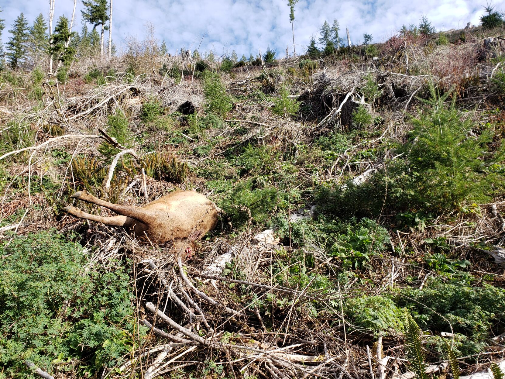 OSP Fish Wildlife seeks public assistance in Tillamook County