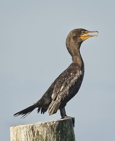 Photo of Week Bruce Bauder Double-crested cormorant Garibaldi.jpg