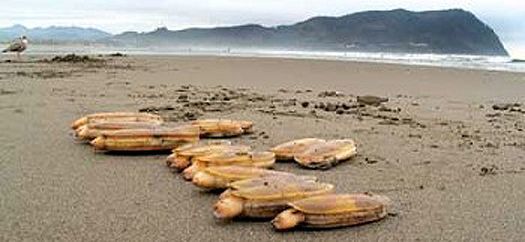 Next round of razor clam digs approved - The Columbian