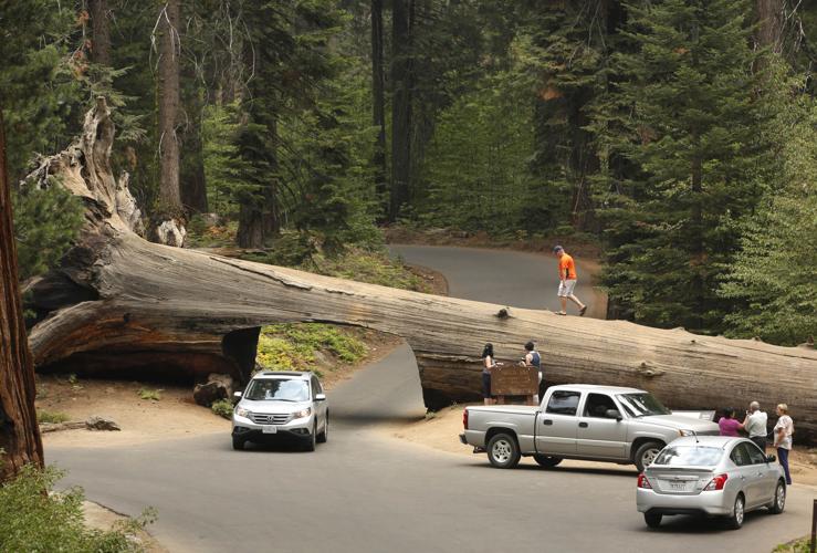 Sequoia National Park, in Calif.