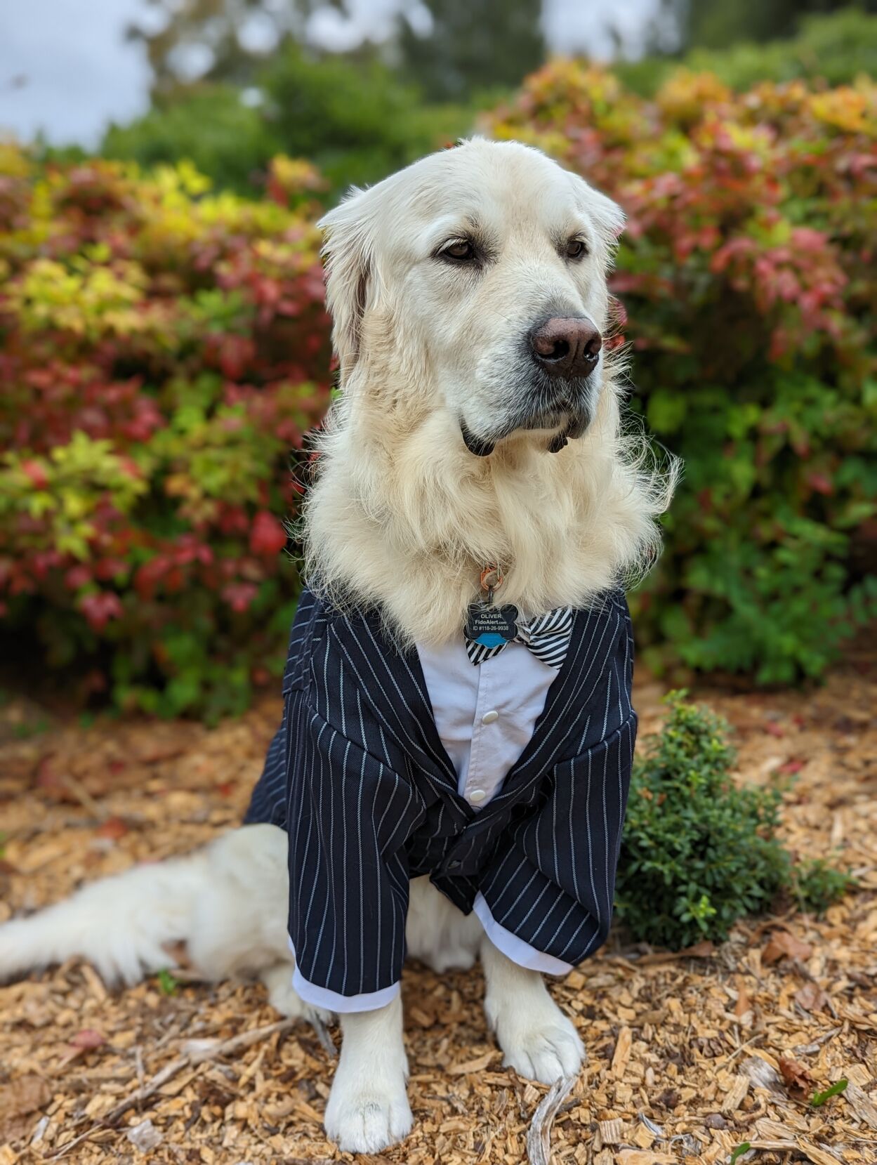 Oliver makes 400th visit, earns AKC distinction | News | times