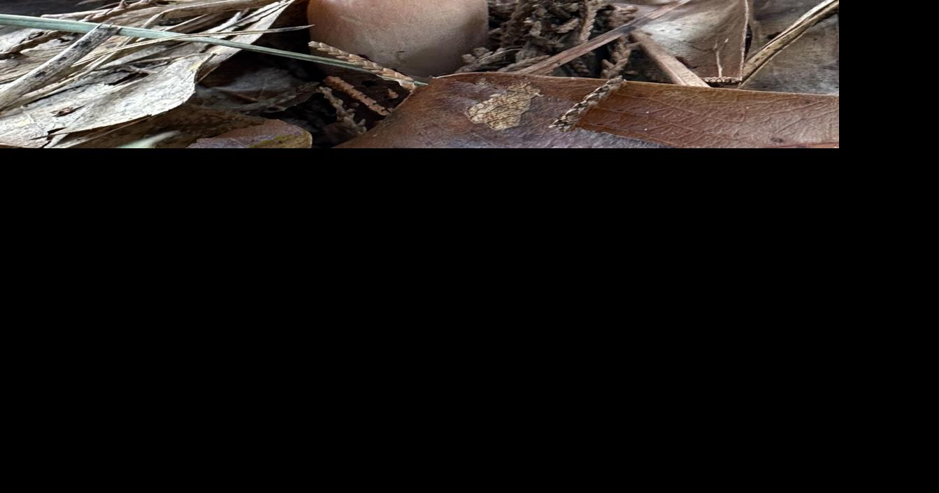 Wild Things: Humongous Fungus | Online Features | times-herald.com