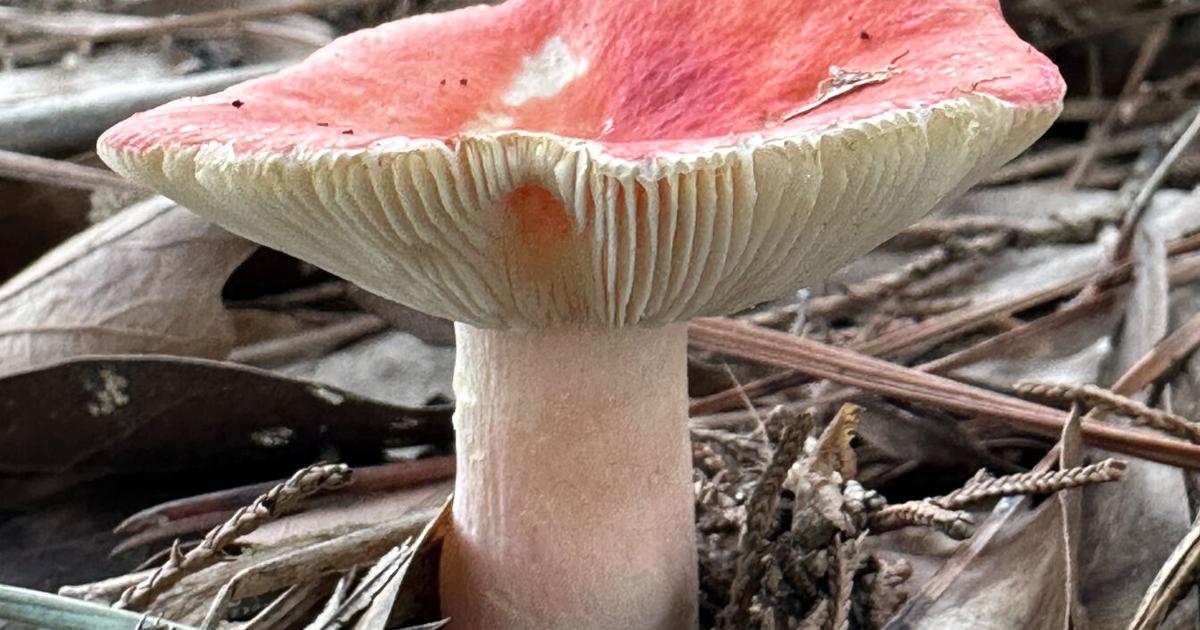 Fungus Humongeous Wild Things: Humongous Fungus | Online Features | times-herald.com