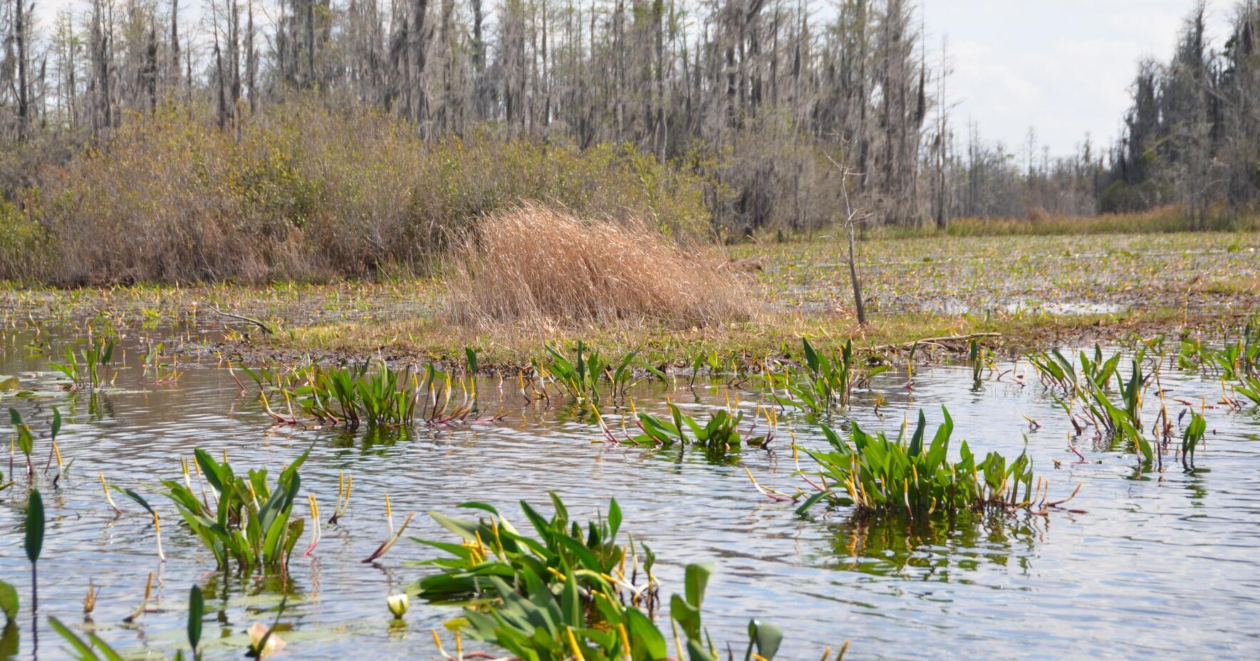 Opponents of titanium mine near Okefenokee focusing on mining company's quaflications - Vimarsana News