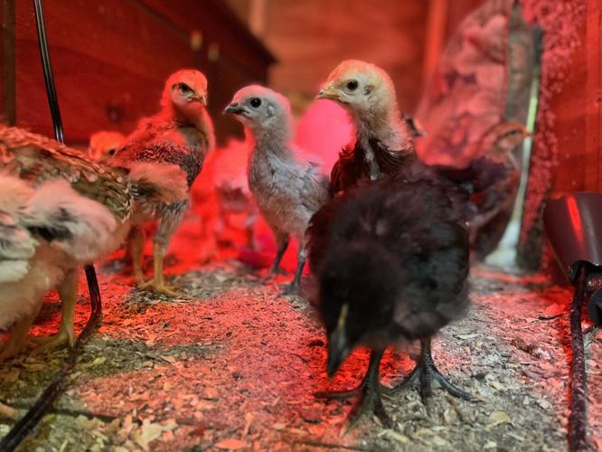 Poultry in motion | Arts & Community | times-herald.com