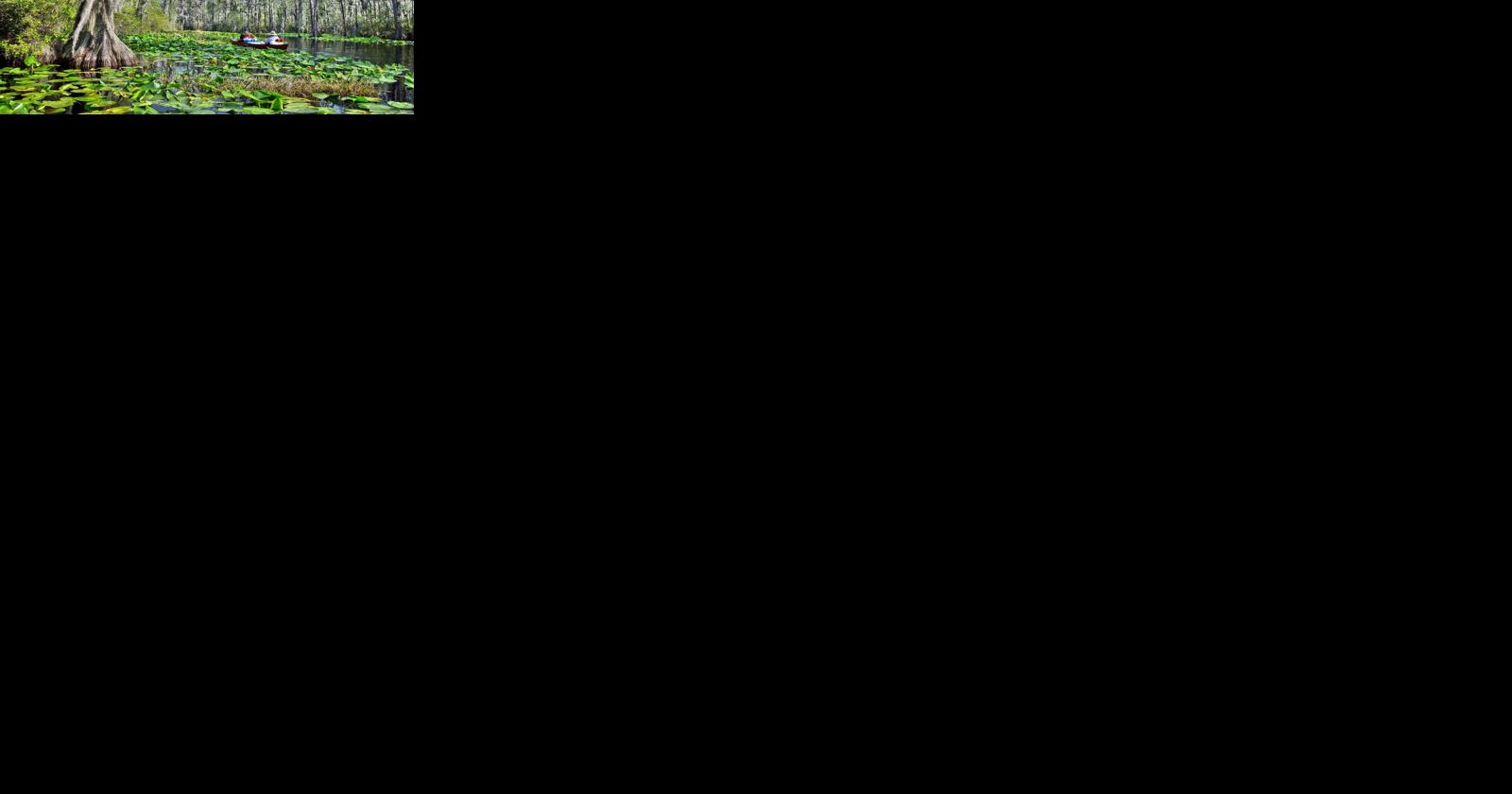 Okefenokee Swamp Named Among America's Most Endangered Rivers for 2023 | News - Vimarsana News