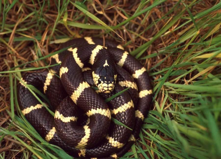 63fd33e551734.image.jpg?crop=