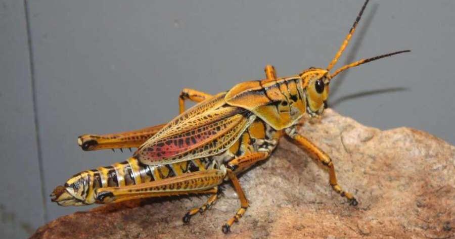 Lulaby Insect Summer brings lubbers that bug lawns | Local News | times-herald.com
