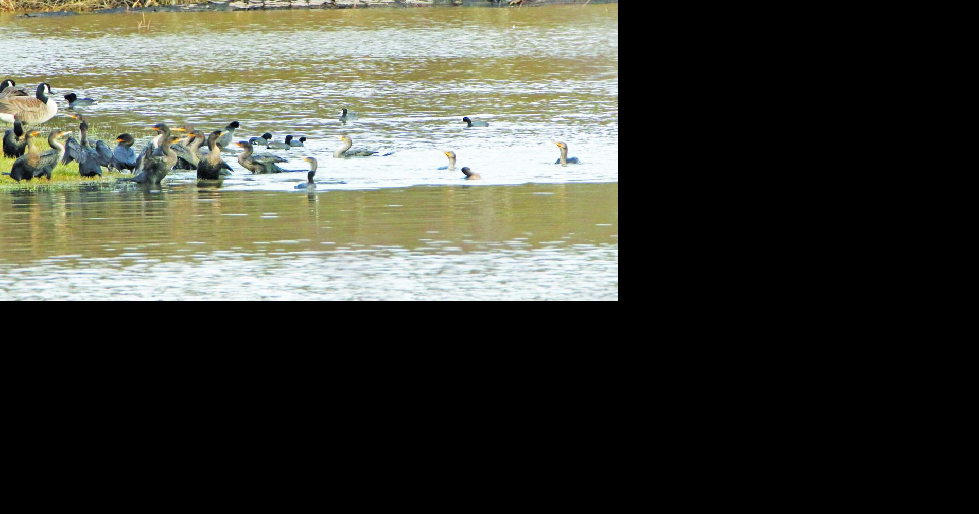 Wild Things: Fish and Fowl Connection | Arts & Community | times-herald.com