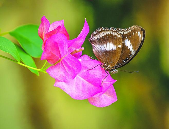 There and Back Again: Butterflies | Arts & Community | times-herald.com