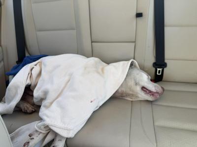 Senoia resident questions vet limits after injured dog dies | News |  times-herald.com
