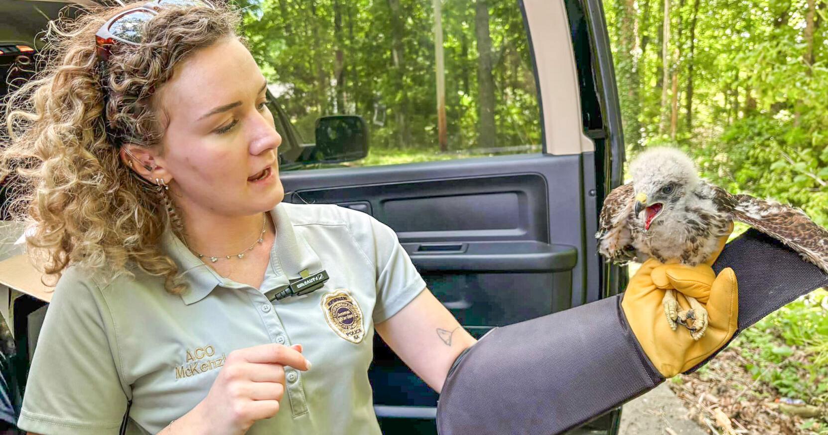 Newnan Animal Control and utility workers return hawk fledgling to its nest - Vimarsana News
