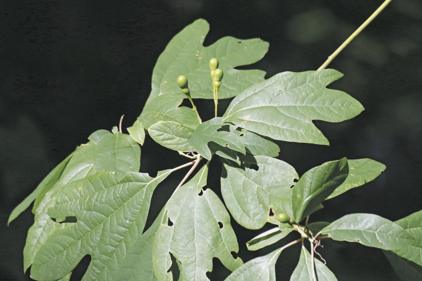 Wild Things: Fascinating Sassafras | Lawn & Garden | times-herald.com