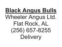 Black Angus Bulls