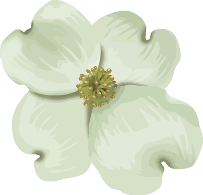 The Legend Of The Dogwood Opinion Times Journalcom - 