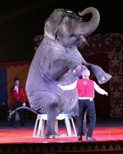 Worldwide Circus Bans - FOUR PAWS in US - Global Animal Protection