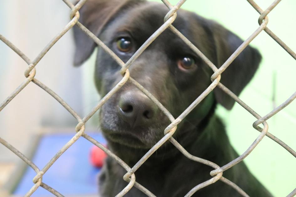 The Numbers Behind The Need Times Journal Com