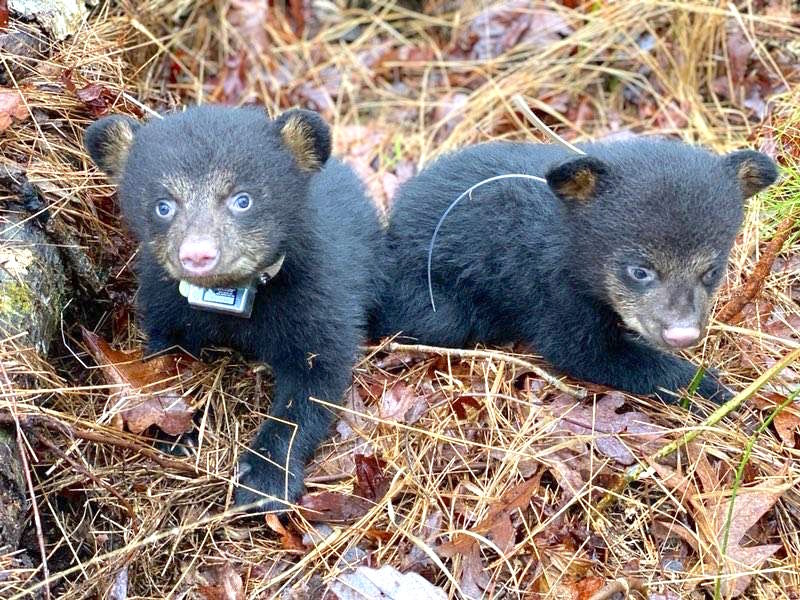 Six Bear Cubs Found In Dekalb Times Journal Com