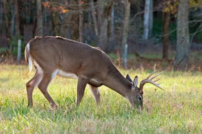 Chronic wasting disease confirmed in Alabama