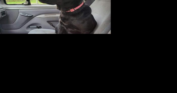Vote for Ider dog Daisy as nation's best pet - Vimarsana News