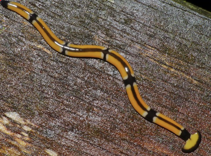 Watch out for toxic hammerhead worms Around Alabama