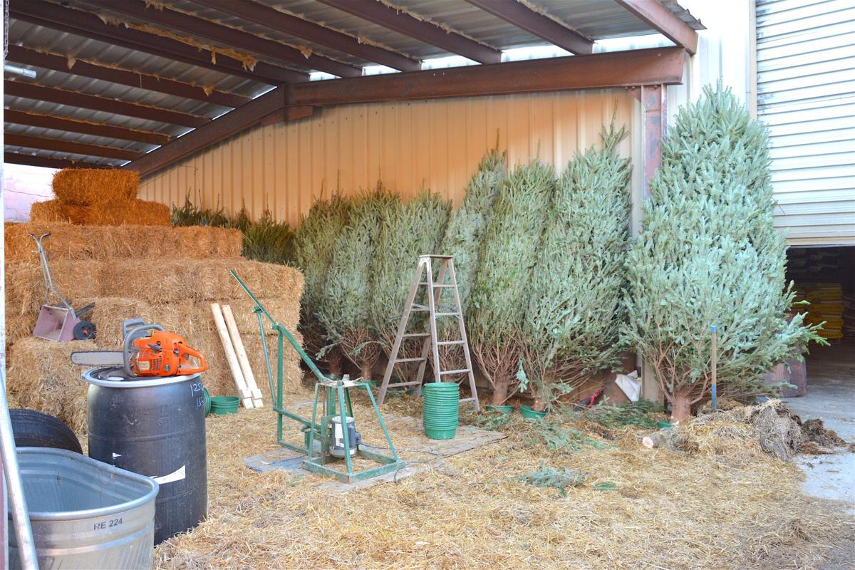 Classic Christmas at local shop | News | times-journal.com