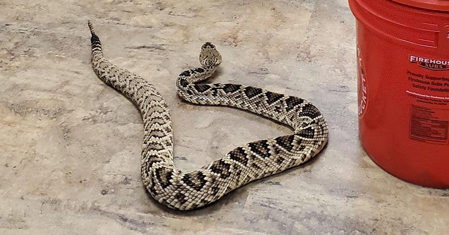 Beware of increased snake activity - Vimarsana News