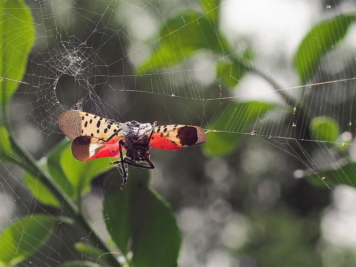 Predatory Spiders  University of Maryland Extension