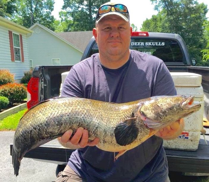 Bow angler shoots record Maryland northern snakehead