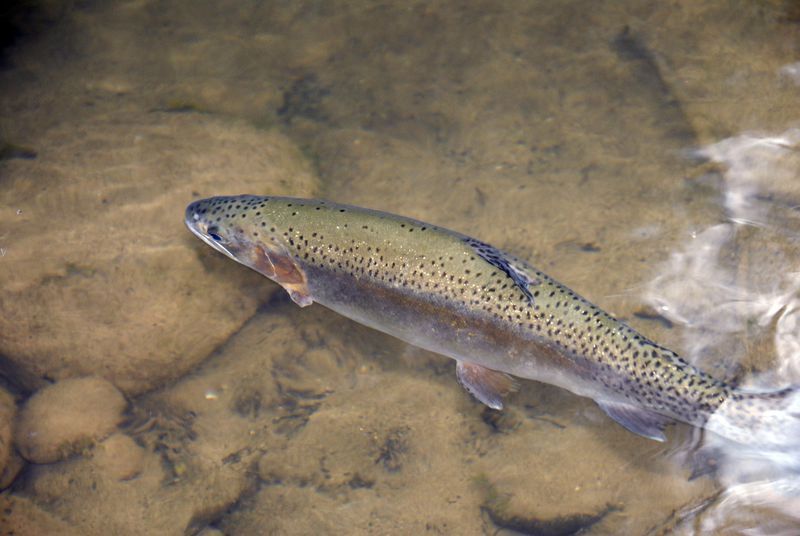 trout stocking va