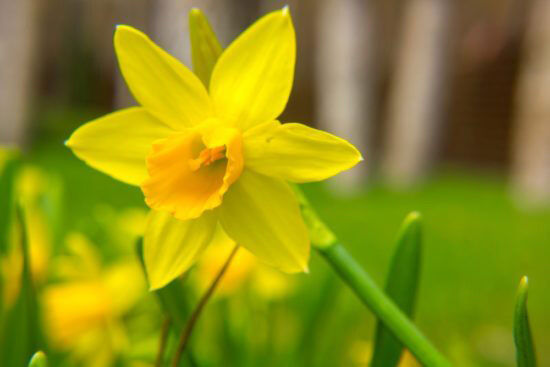 Daffodils have reached peak bloom in Massachusetts