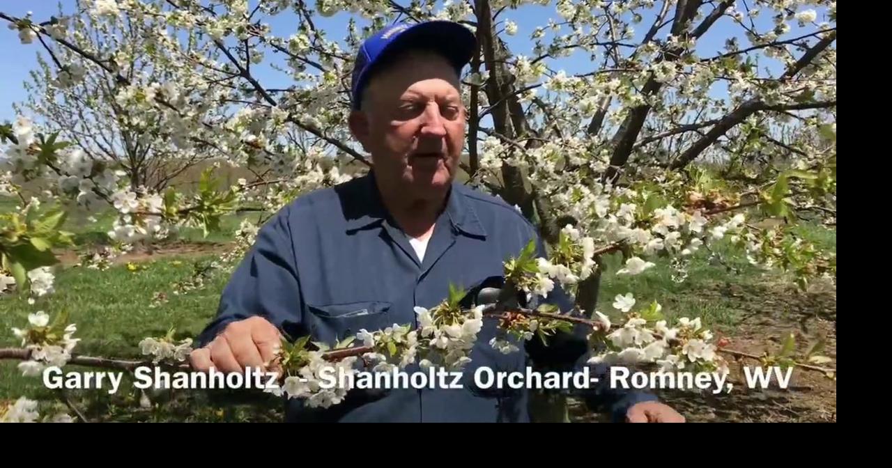 WATCH: Shanholtz Orchard, Romney W.Va. (By CTN - Steve Bittner) | Local ...