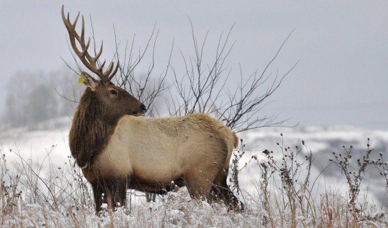 Elk West Virginia Got Er Done Local News Times News Com