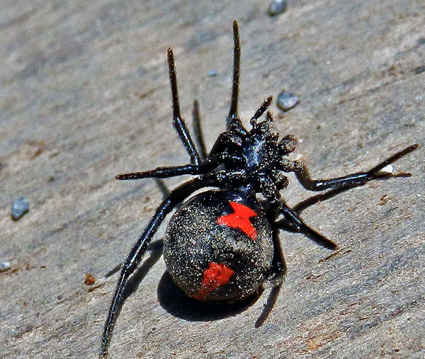 Black Widow: America's most venomous spider, News