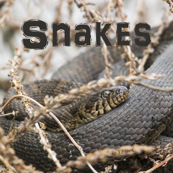 Jeanette Hunt Publishes Snakes A Book For Children