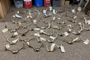 Some 2022 poaching case antlers