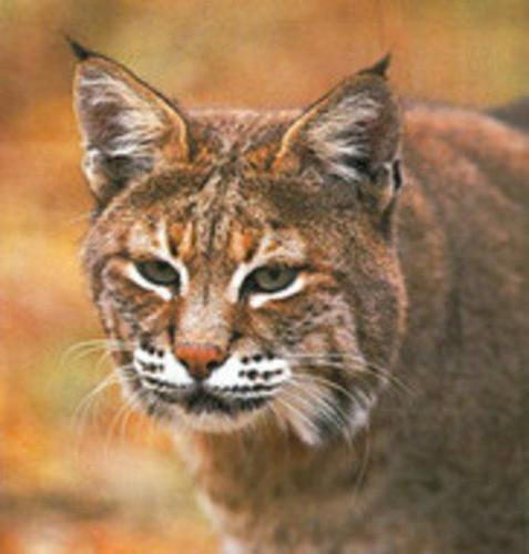 Bobcat Spotted In Orange County 