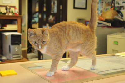 Adopt A Pet Peaches Local News Times News Com