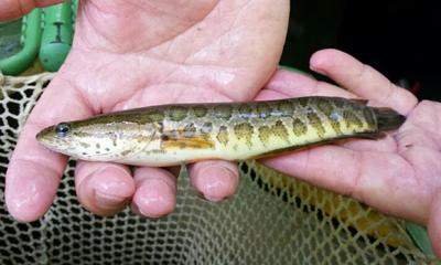 Invasive Snakeheads Move Into Upper Potomac River News Times News Com