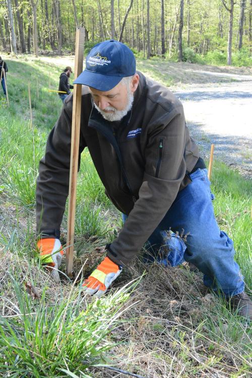 Potomac Edison tree planting
